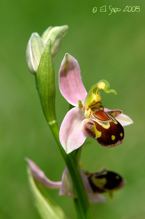 Ophrys apifera