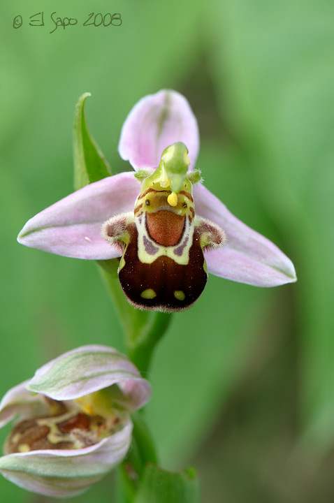 Ophrys apifera