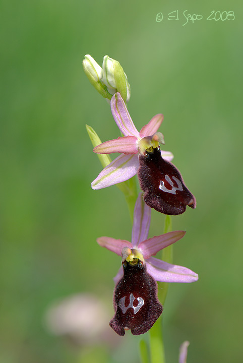 Ophrys benacensis