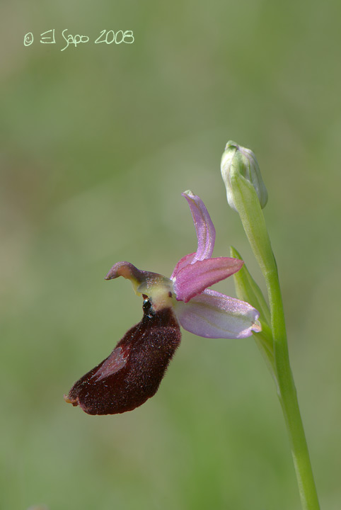 Ophrys benacensis