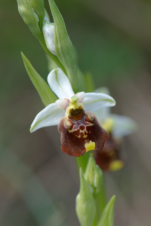 Ophrys fuciflora