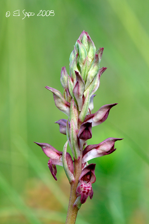 Orchis coriophora