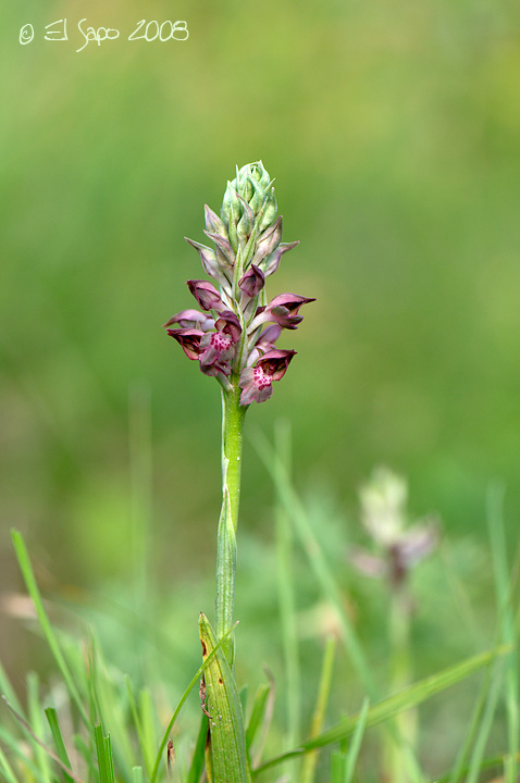 Orchis coriophora