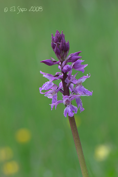 Conferme identificazioni Orchis