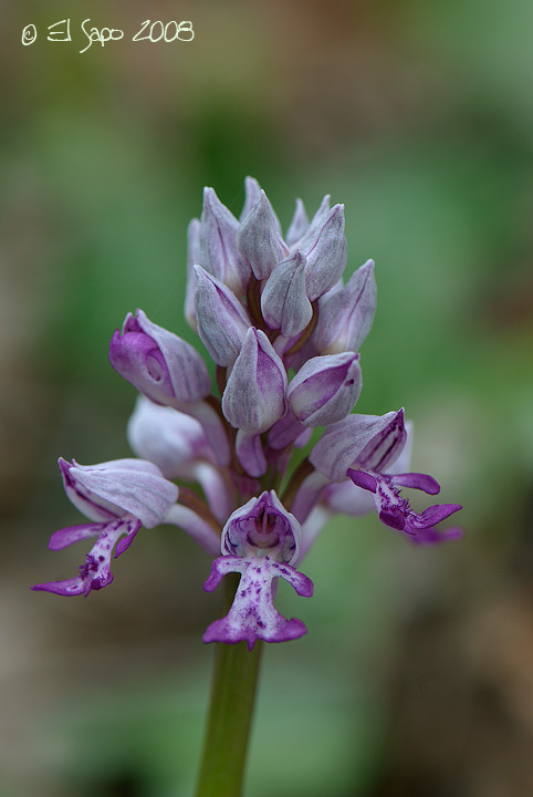 Conferme identificazioni Orchis