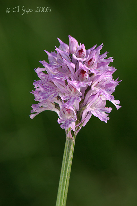 Orchis tridentata albina