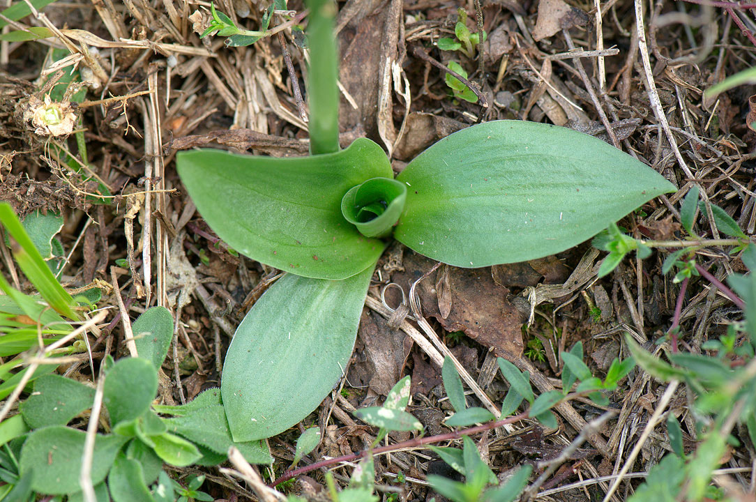 Spiranthes spiralis / Viticcini autunnali