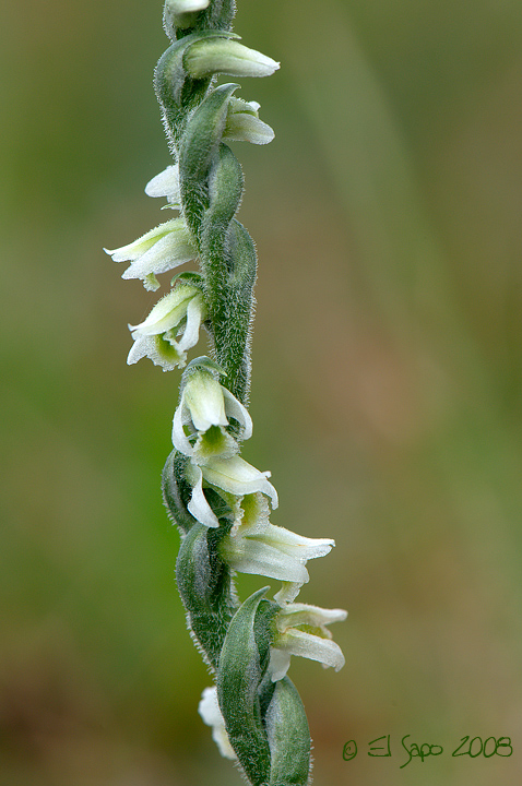 Spiranthes spiralis / Viticcini autunnali