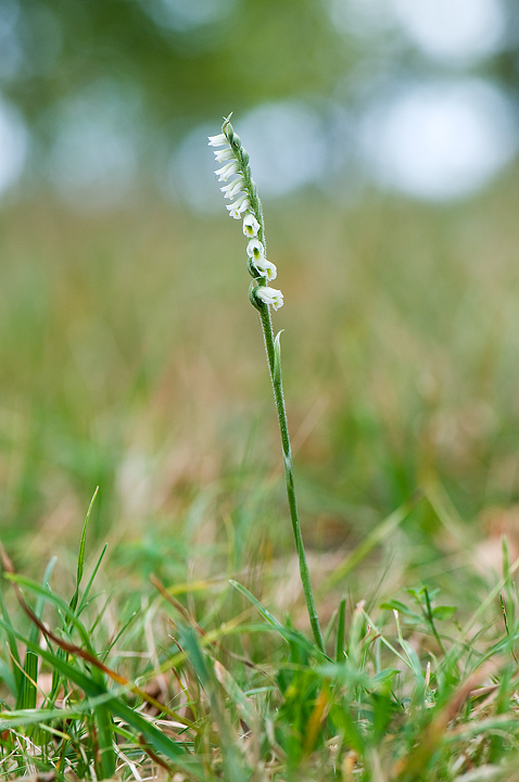 Spiranthes spiralis / Viticcini autunnali