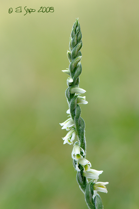 Spiranthes spiralis / Viticcini autunnali