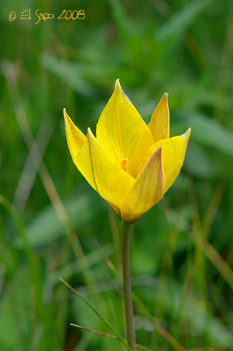 Tulipa australis / Tulipano montano