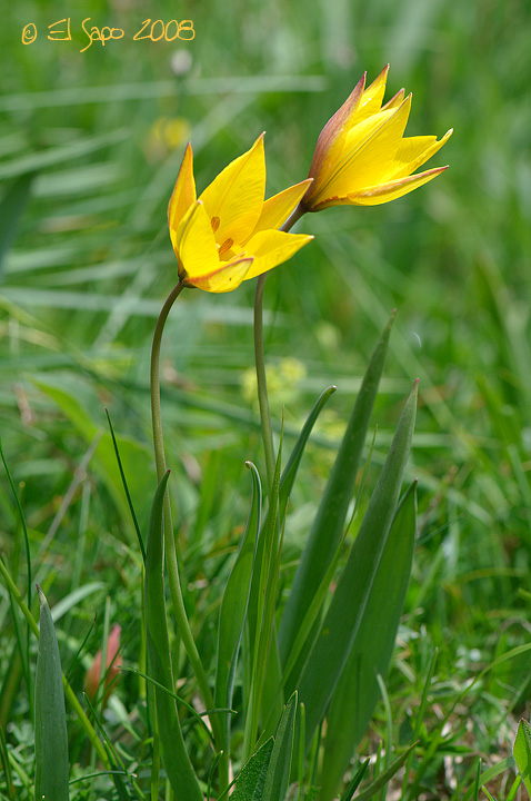 Tulipa australis / Tulipano montano