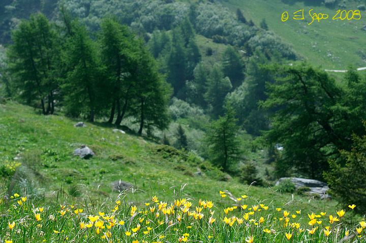 Tulipa australis / Tulipano montano