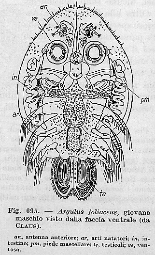 Copepode parassita Argulus foliaceus