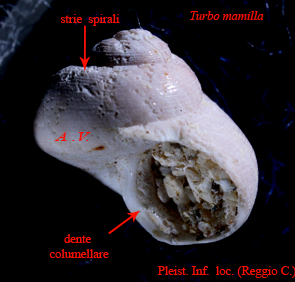 Homalopoma carmelae