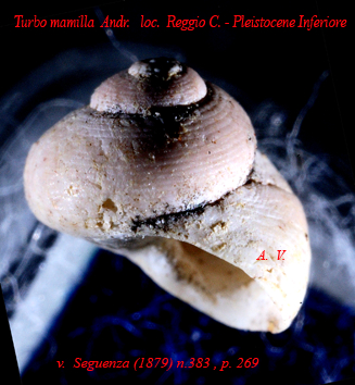 Homalopoma carmelae