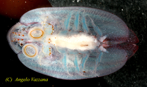 Copepode parassita Argulus foliaceus