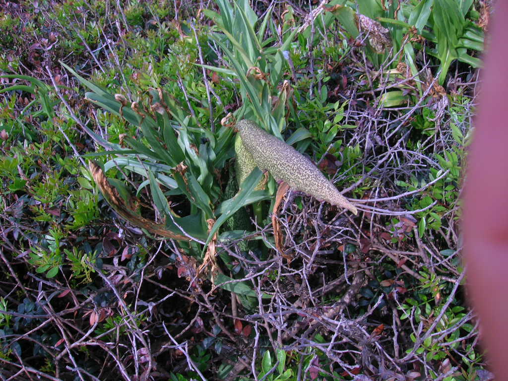 Helicodiceros muscivorus / Erba drago, Serpentaria