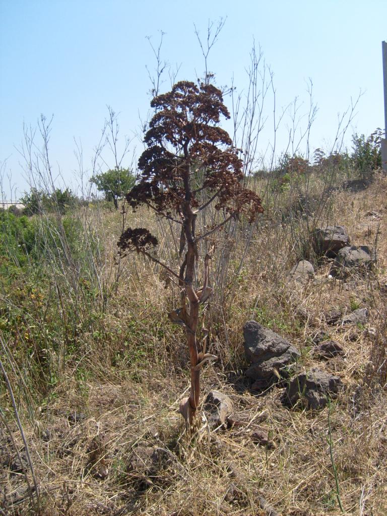 Ferula communis / Ferula comune