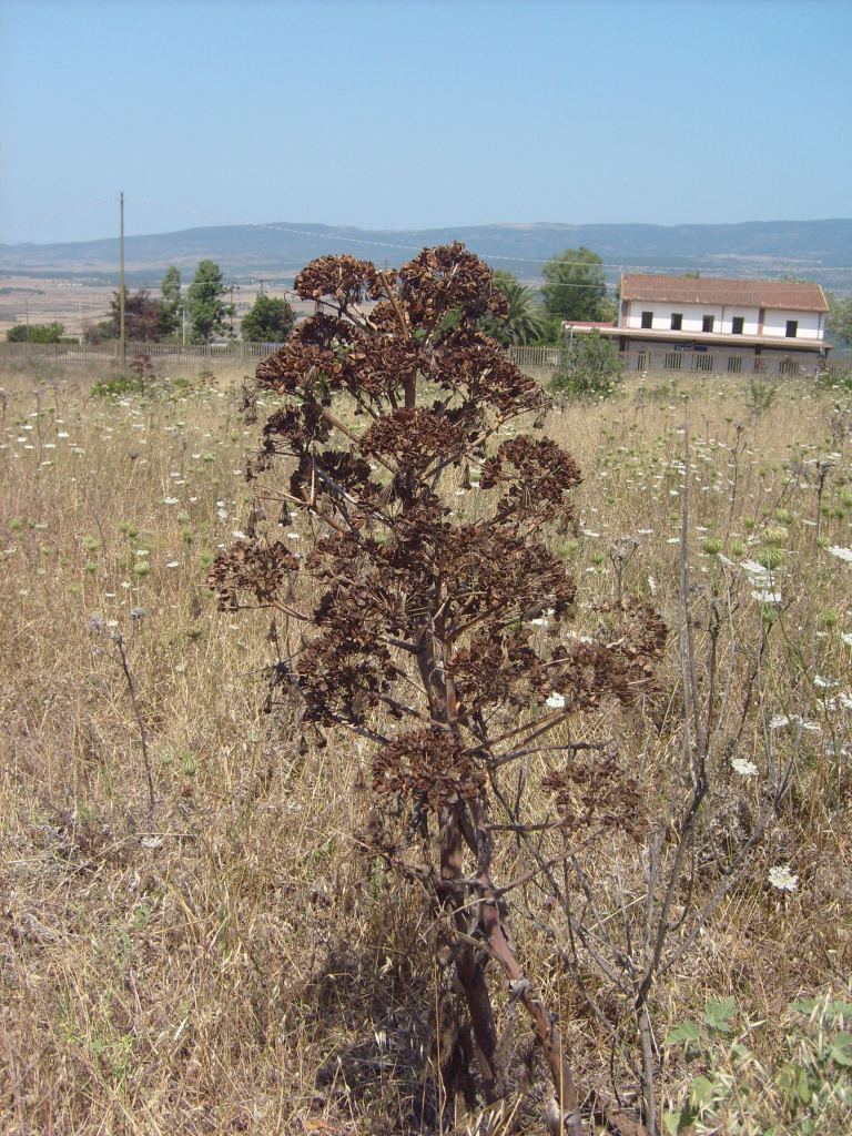 Ferula communis / Ferula comune