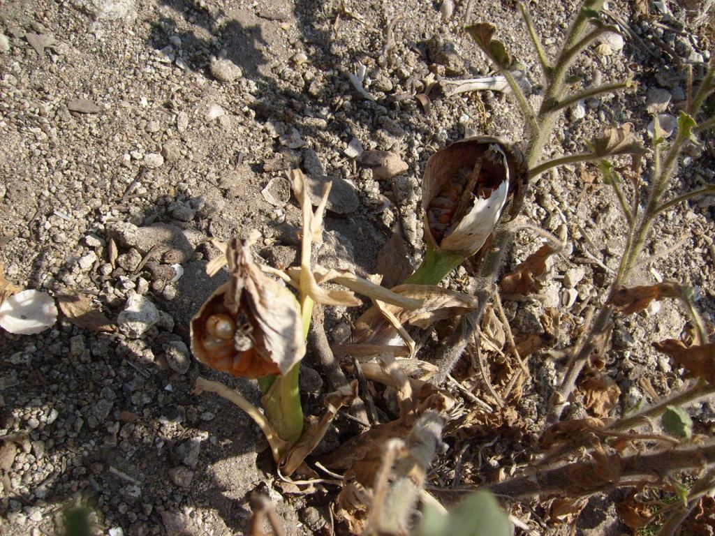 Helicodiceros muscivorus / Erba drago, Serpentaria