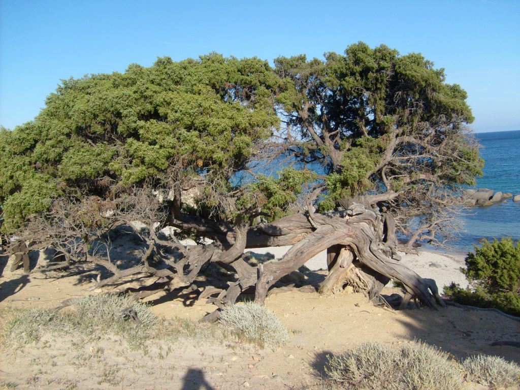 juniperus turbinata