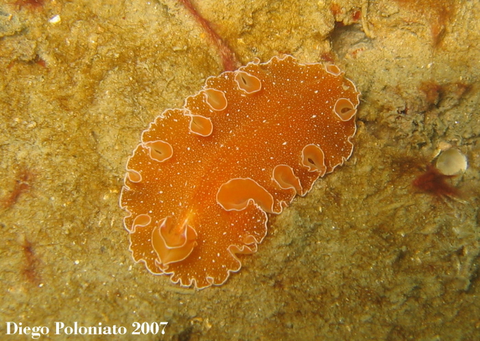 Platelminta arancione Yungia aurantiaca (Delle chiaje 1822)