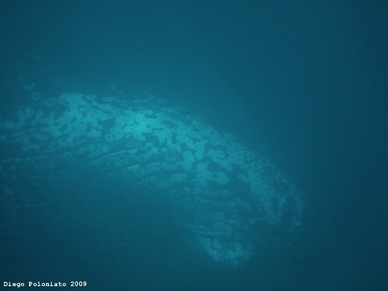 Megattera nel Golfo di Trieste