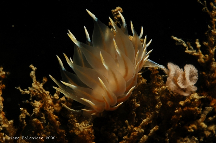 Eubranchus tricolor