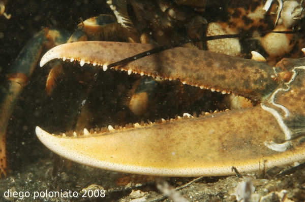 Homarus gammarus - Astice