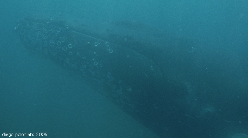 Megattera nel Golfo di Trieste