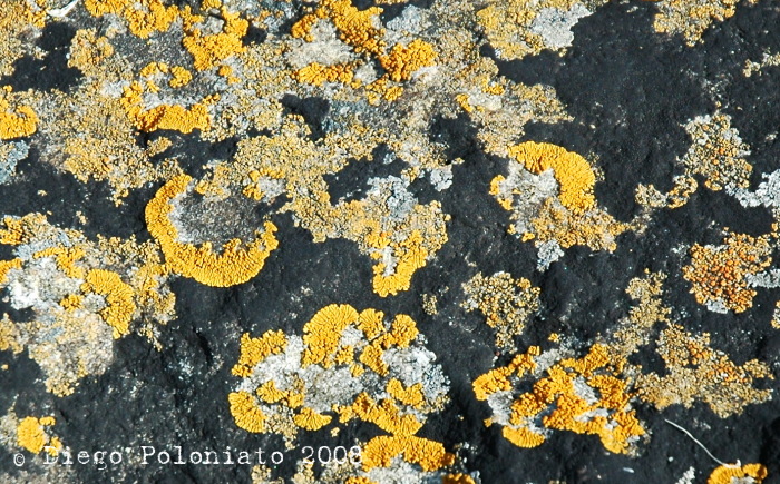 Licheni di Roscoff (Bretagna, FRA)