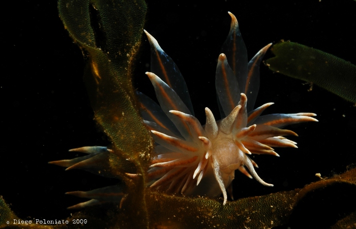 Eubranchus tricolor