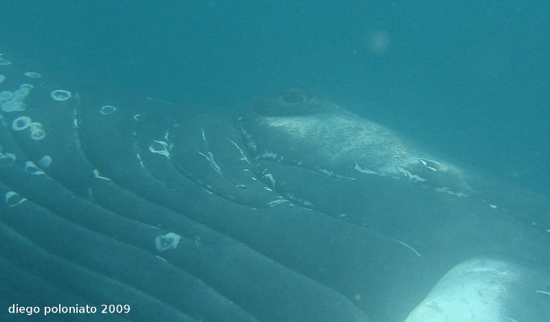 Megattera nel Golfo di Trieste