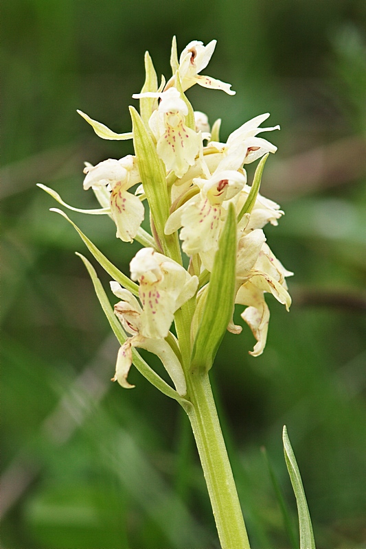 Dactylorhiza sambucina ?