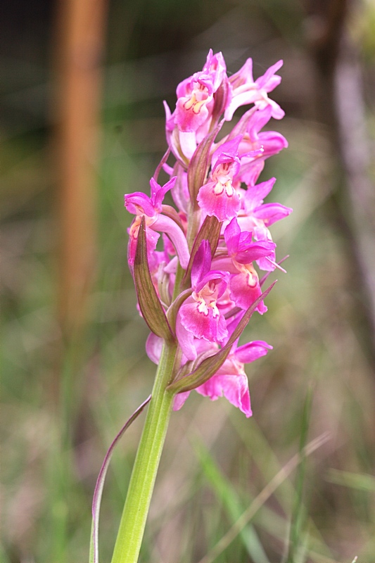 Dactylorhyza sambucina ?