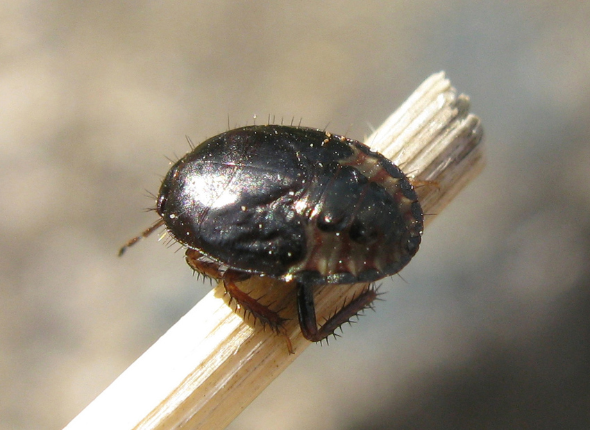 Cydnidae da identificare