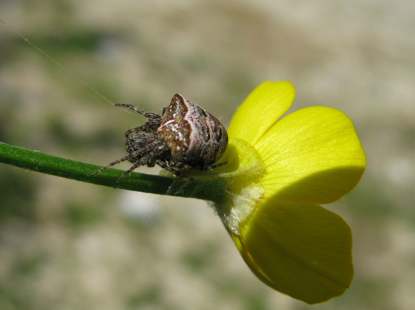 Gibbaranea sp.