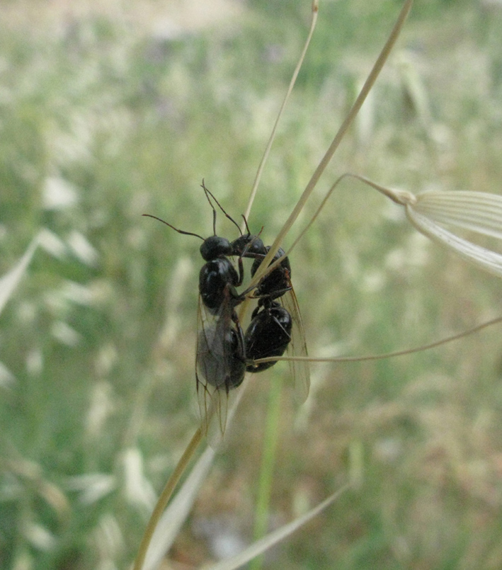 Camponotus cf. aethiops F sessuate (Formicidae)