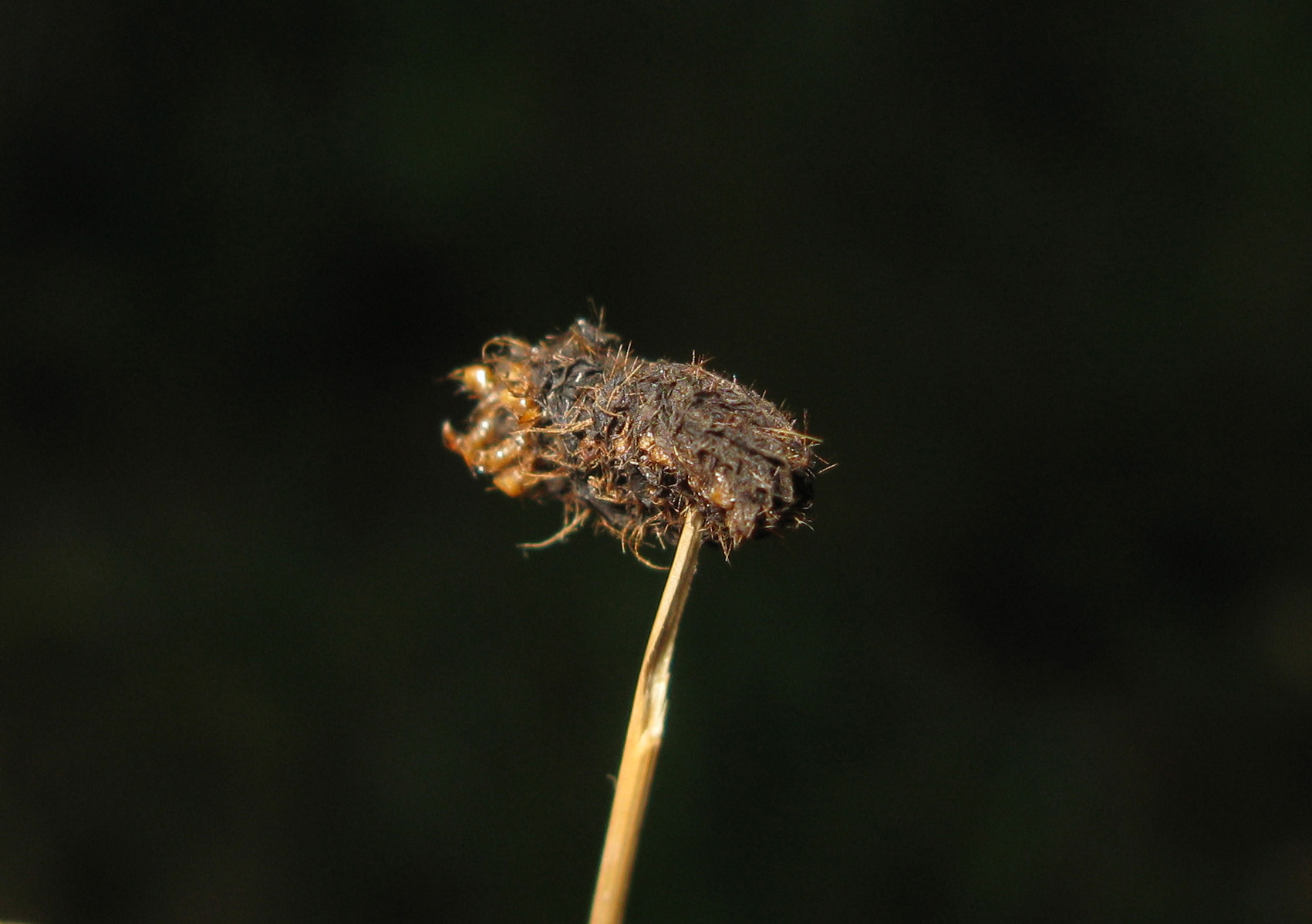 larva? da identificare