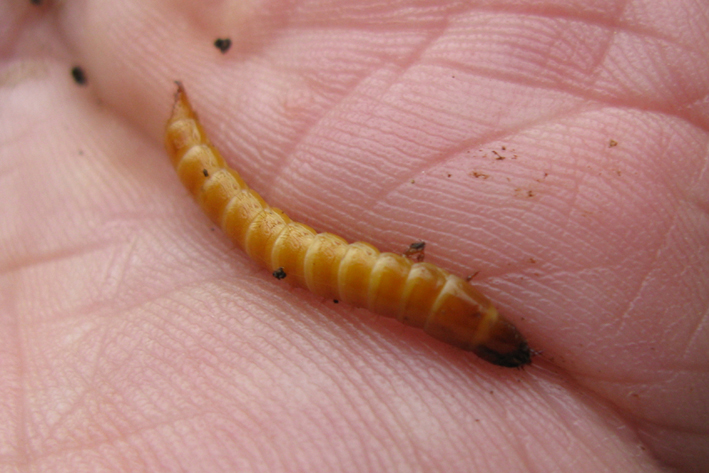 larva di coleottero, probabile Elateridae