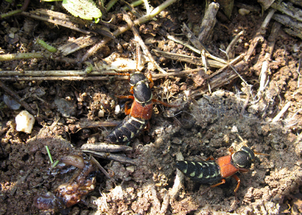 coleottero da identificare: Staphylinus caesareus