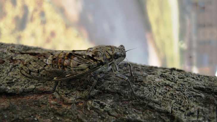 Cicada orni