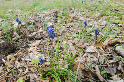 Muscari neglectum