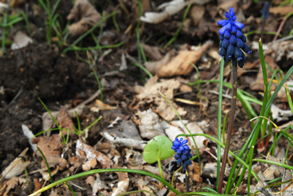 Muscari neglectum