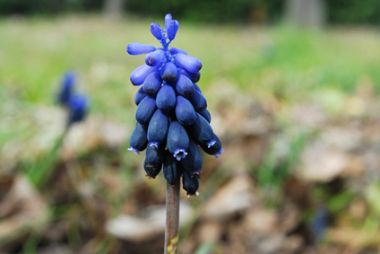 Muscari neglectum