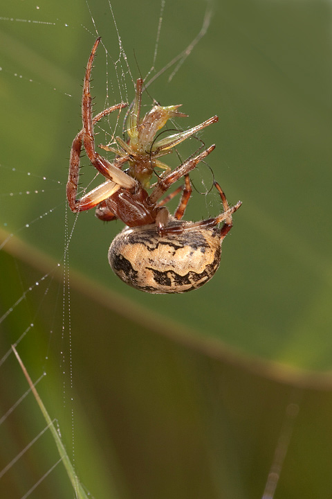 Larinioides sp.