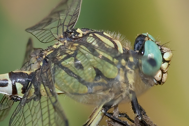 Onychogomphus forcipatus ???