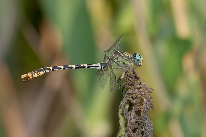 Onychogomphus forcipatus ???