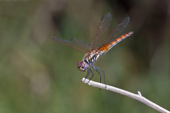 Sympetrum? -  No, Trithemis annulata